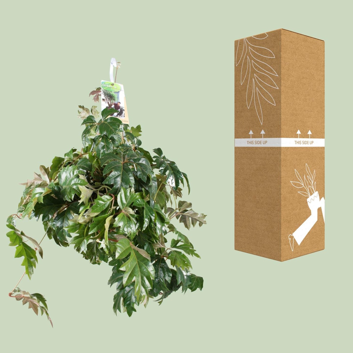 Cissus Rhombifolia Ellen Danica – Pflegeleichte Kletterpflanze Ø17cm