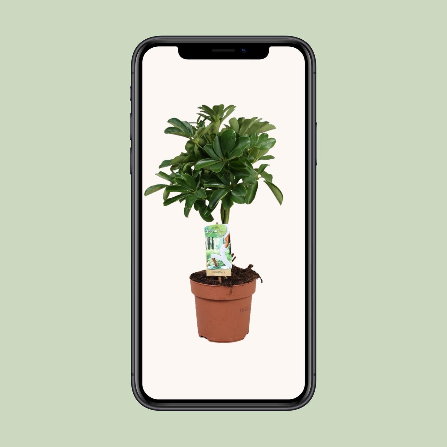 Schefflera Nora – Schirmpflanze mit geflochtenem Stamm Ø17cm