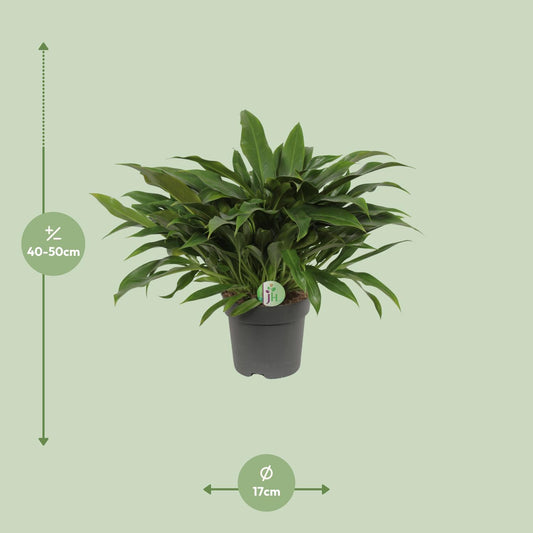 Philodendron Little Phil – pflegeleichte Zimmerpflanze Ø17cm