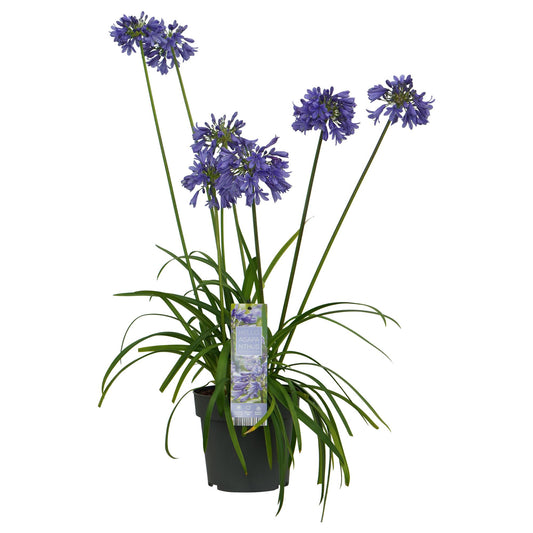 Agapanthus 'Ever Sapphire' – Tiefblaue Blütenpracht Ø19cm
