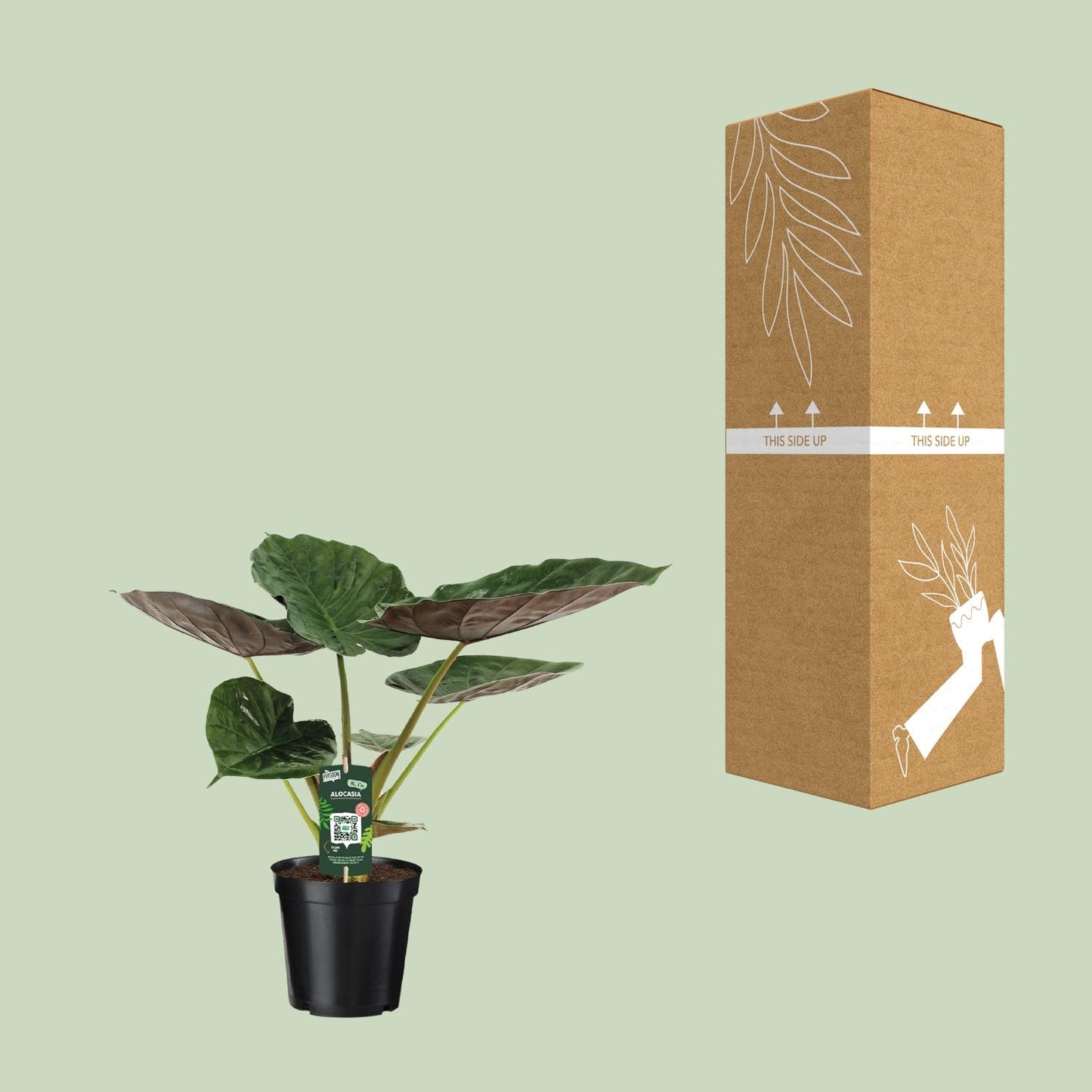 Alocasia Wentii – Elefantenohr – Ø19cm Topf, ca. 70cm hoch