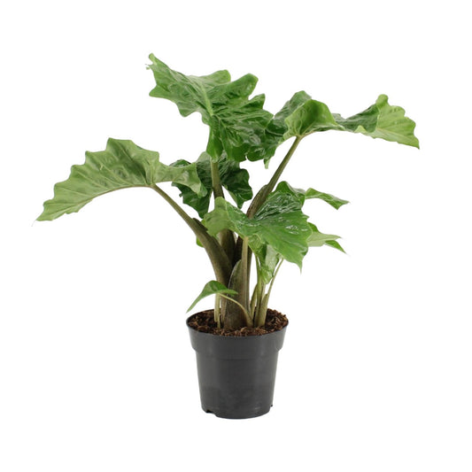 Alocasia Low Rider – Elegante Elefantenohr-Pflanze Ø17cm