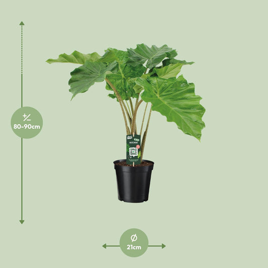 Alocasia Portodora – Stylische XXL-Zimmerpflanze Ø21cm