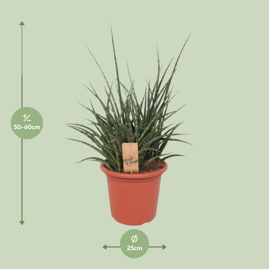 Sansevieria Fernwood Punk – Pflegeleichte Schwiegermutterzunge Ø25cm