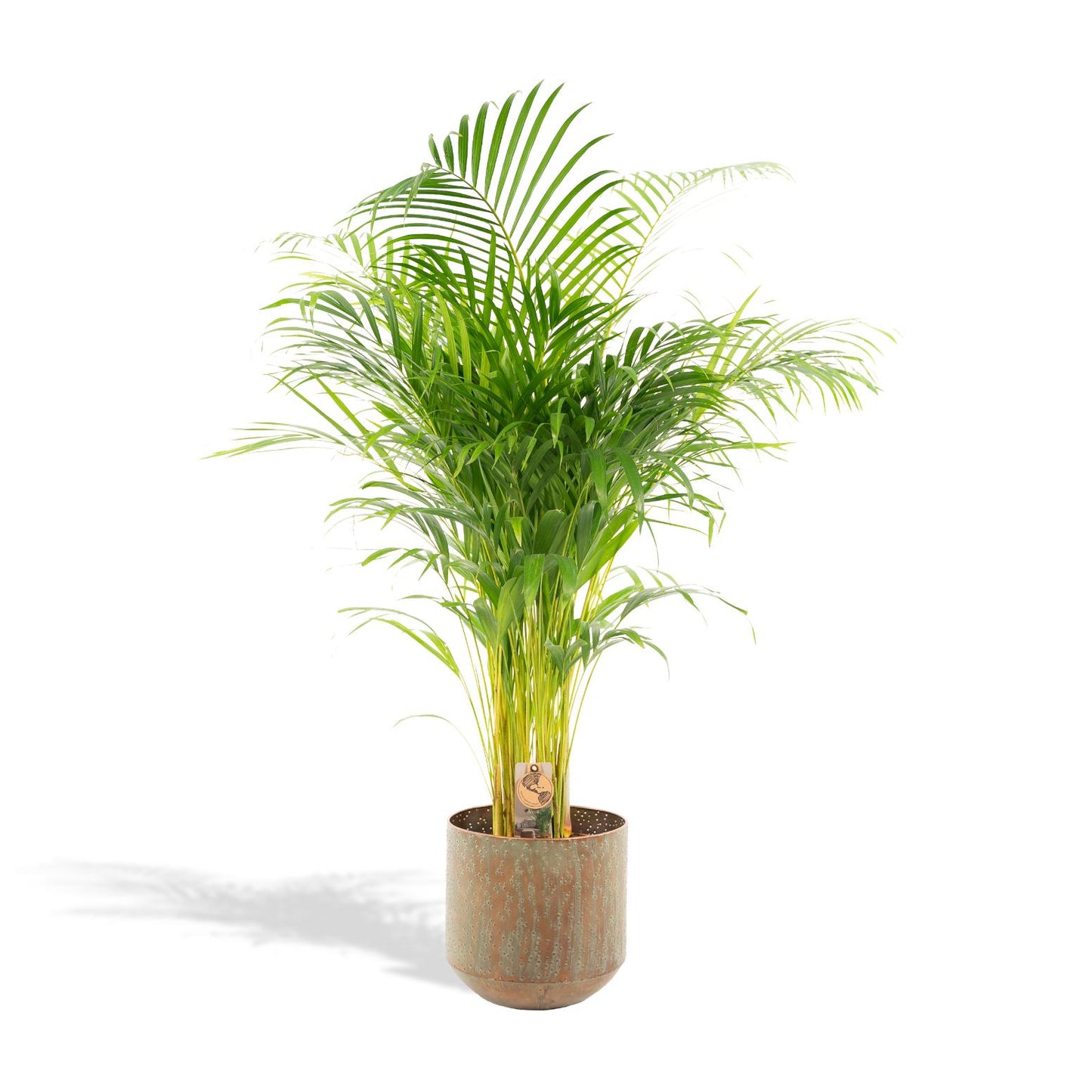 Areca-Palme im Topf – 110 cm Höhe, Ø 21 cm
