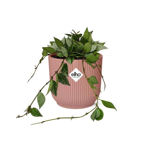 Hoya Krohniana Eskimo – Pflegeleichte Wachsblume im ELHO Vibes Fold Topf 14cm rosa