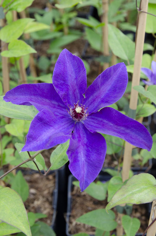 Clematis The President – Anmutige Kletterpflanze Ø15cm
