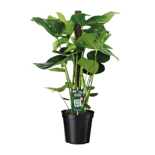Monstera Deliciosa – Pflegeleichte XXL-Zimmerpflanze Ø19cm