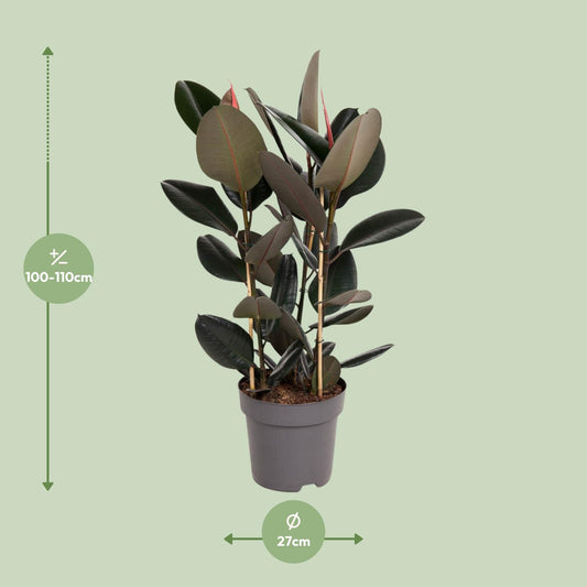 Ficus Elastica Abidjan – Stilvolle & pflegeleichte Zimmerpflanze Ø27cm