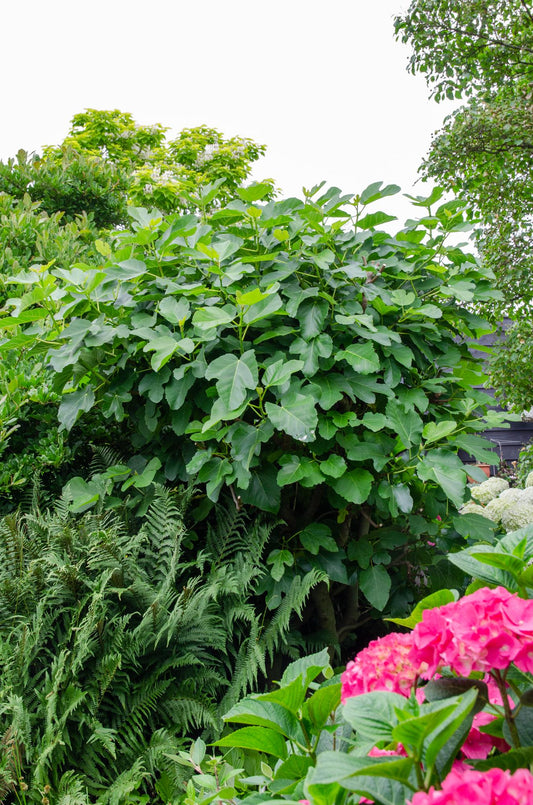 Ficus Gustissimo Perretta – Elegante Zimmerpflanze Ø13cm
