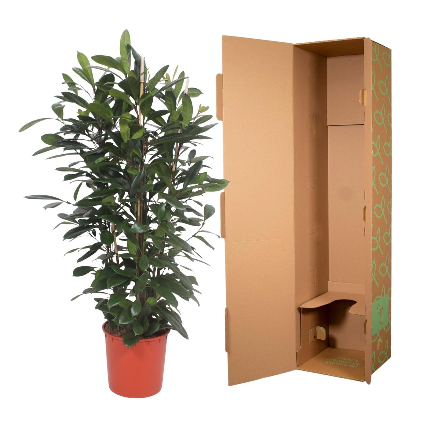 Ficus Cyathistipula – Exotische XXL Zimmerpflanze 180 cm