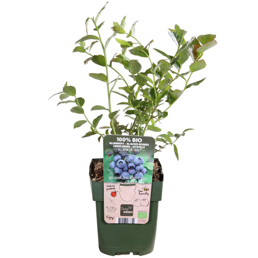 Vaccinium corymbosum 'Reka' - Bio-Blaubeere Ø13cm, 45cm hoch