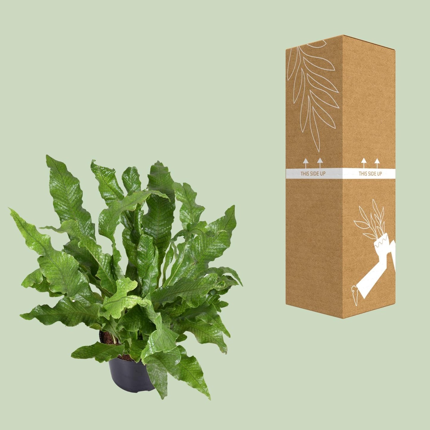 Microsorum diversifolium – Kängurufarn Ø23cm, 60cm hoch