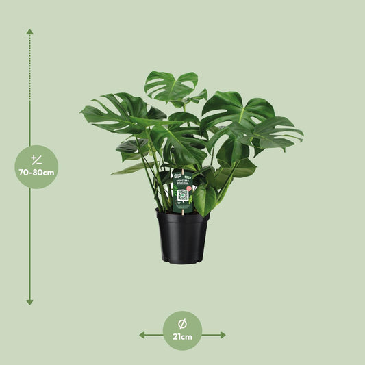 Monstera Deliciosa – Pflegeleichte Trendpflanze Ø21cm