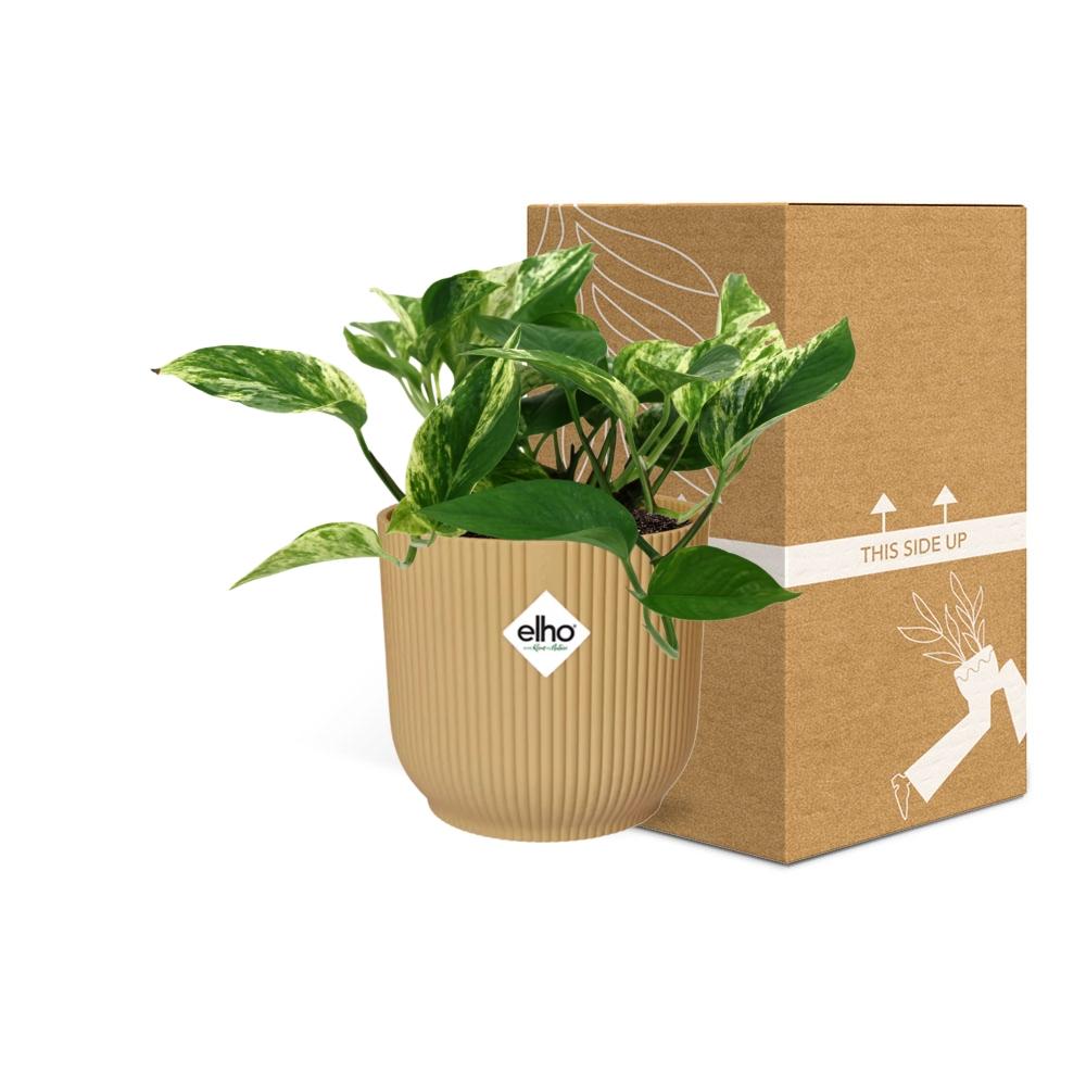 Scindapsus Marble Queen in ELHO Vibes Fold 14cm gelb