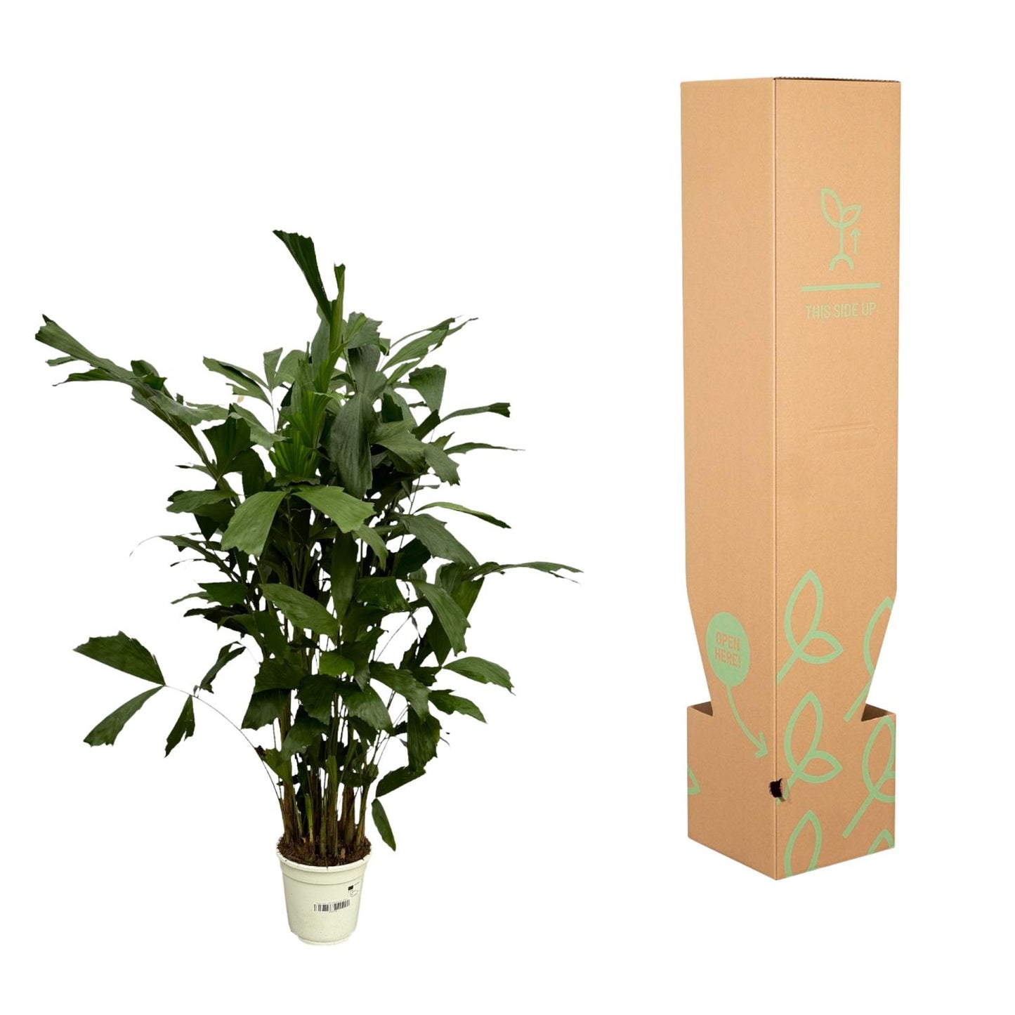 Caryota Mitis Fischschwanzpalme 130 cm Ø19cm
