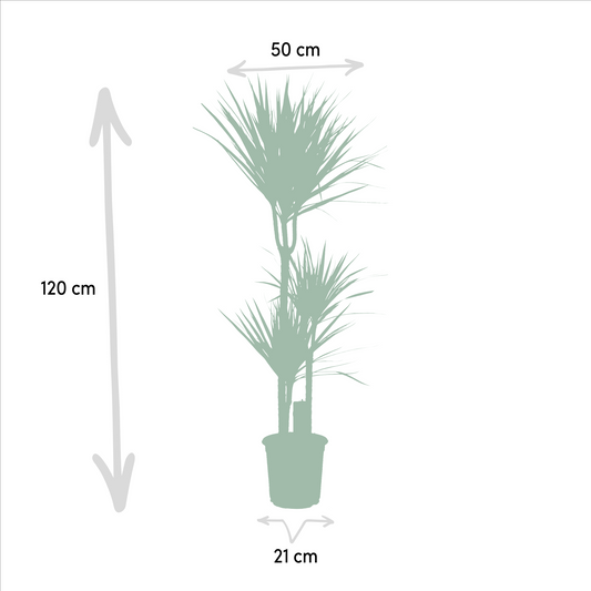 Dracaena & Yucca Set – Exotische XXL Zimmerpflanzen