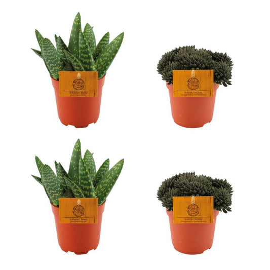 Set aus 2 Aloe Paradisicum & 2 Sinocrassula Yunnanensis Ø10,5cm