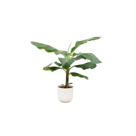 Bananenpflanze (Musa) mit elho Jazz Round Topf Ø23 – 100 cm