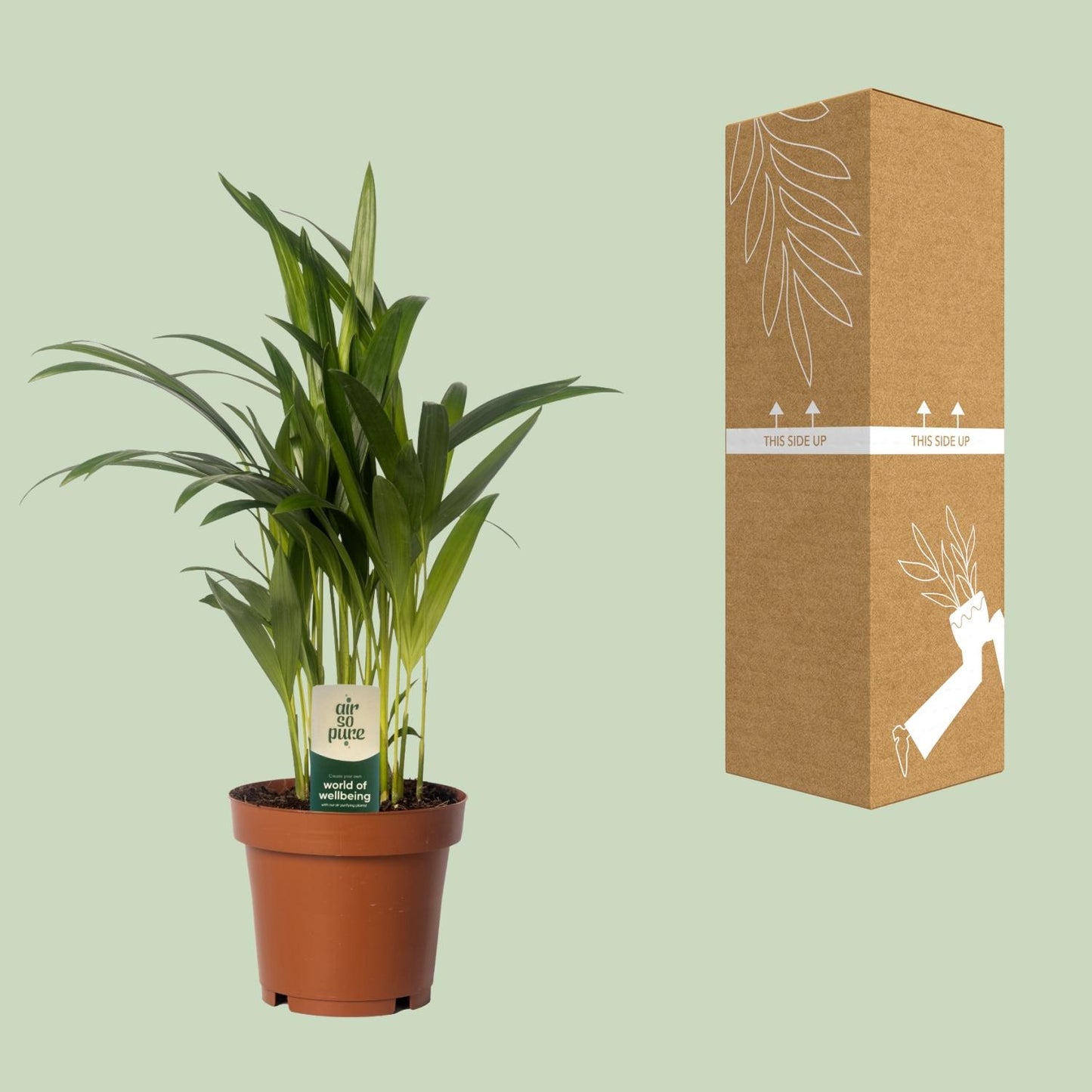 Dypsis lutescens - Areca Palme Ø12cm, 40cm hoch