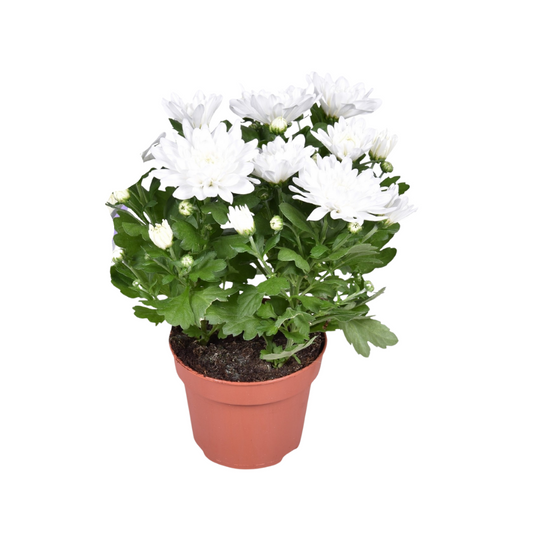 Chrysant Brave – Pflegeleichte Polster-Chrysantheme Ø12cm