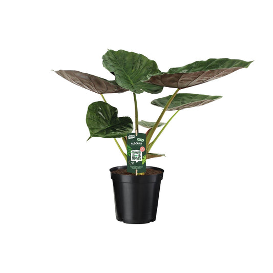 Alocasia Wentii – Elefantenohr – Ø19cm Topf, ca. 70cm hoch