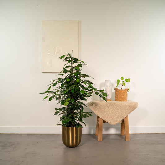 Ficus benjamina Danielle – Stilvolle Trauerfeige Ø21cm