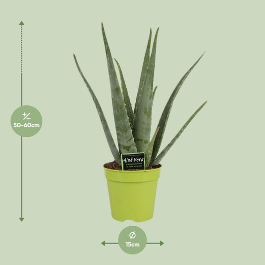 Aloe Vera Ø15cm – Pflegeleichte und stilvolle Zimmerpflanze