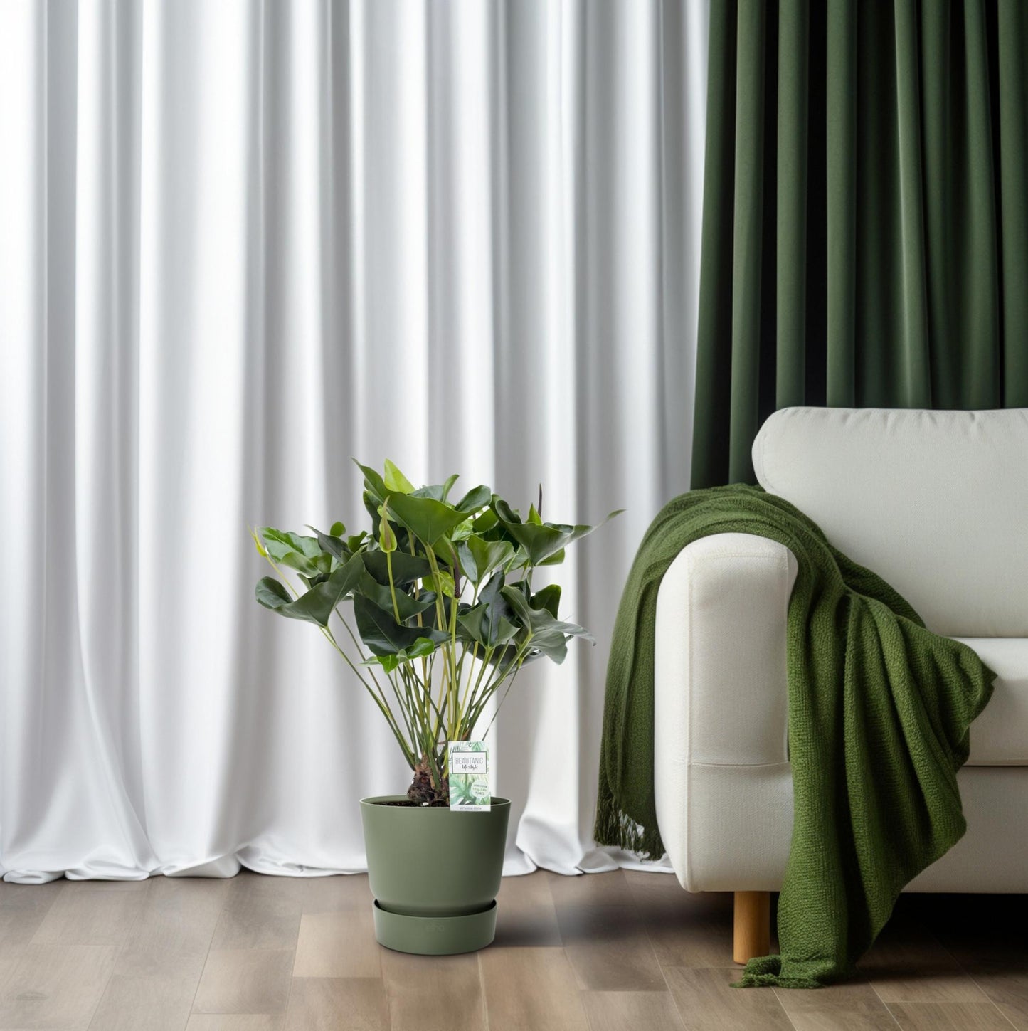 Anthurium Arrow – Pflegeleichte, elegante Zimmerpflanze Ø30cm