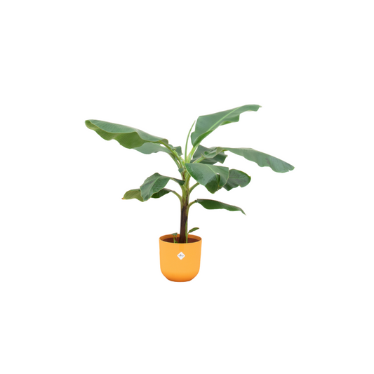 Bananenpflanze (Musa) mit elho Jazz Round Topf Ø23 cm, 100 cm