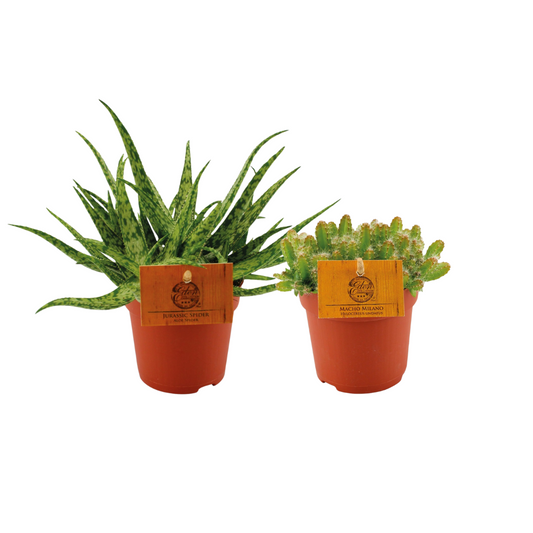 Aloe Spider & Hylocereus Undatus Duo – 2 pflegeleichte Sukkulenten