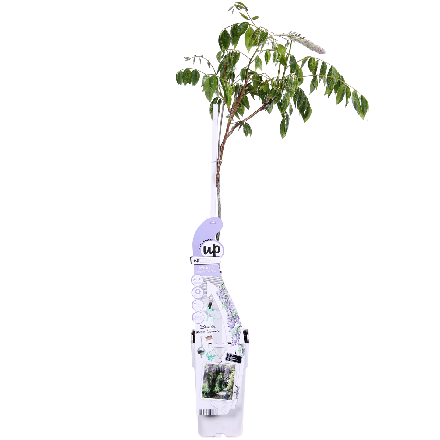 Wisteria sinensis Caroline – Purpurner Regen – Ø15cm Topf