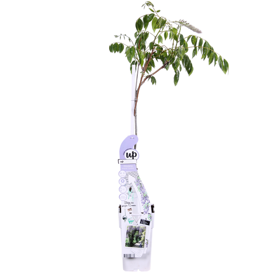 Wisteria sinensis Caroline – Purpurner Regen – Ø15cm Topf