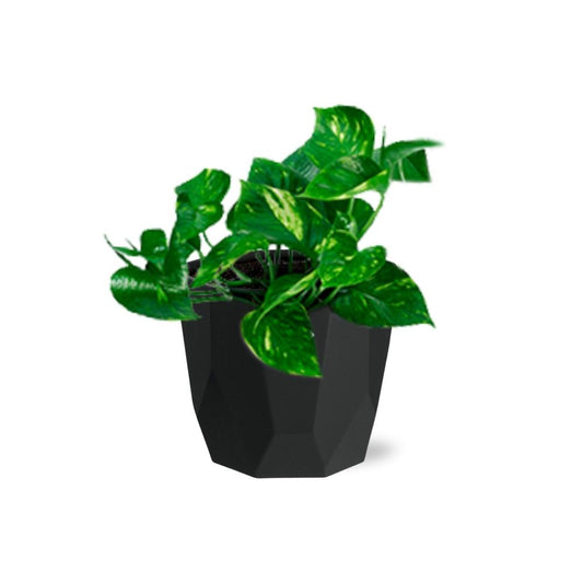 Epipremnum Pinnatum ‘Aureum’ – Pflegeleichte Geldpflanze im schwarzen Design-Topf