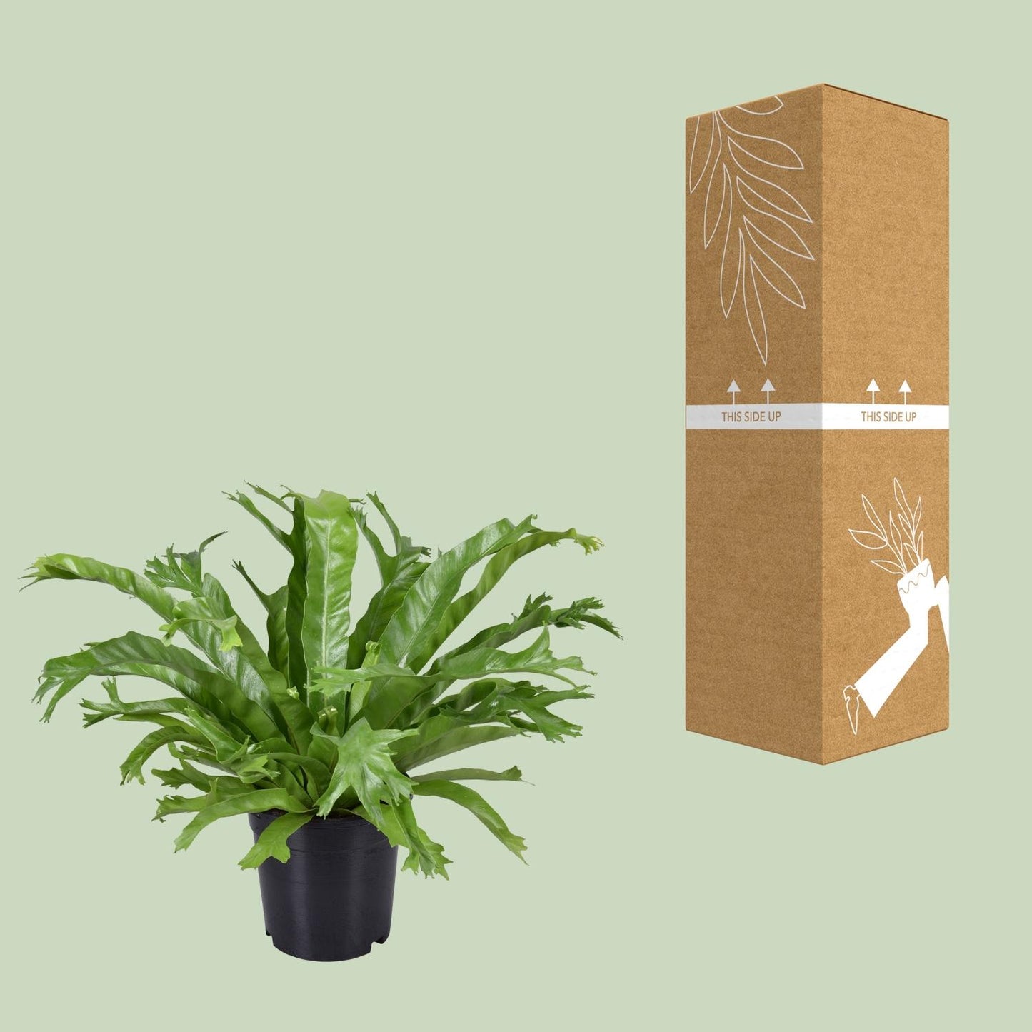 Asplenium Nidus Crissie – Pflegenestfarn Ø17cm, 40cm hoch