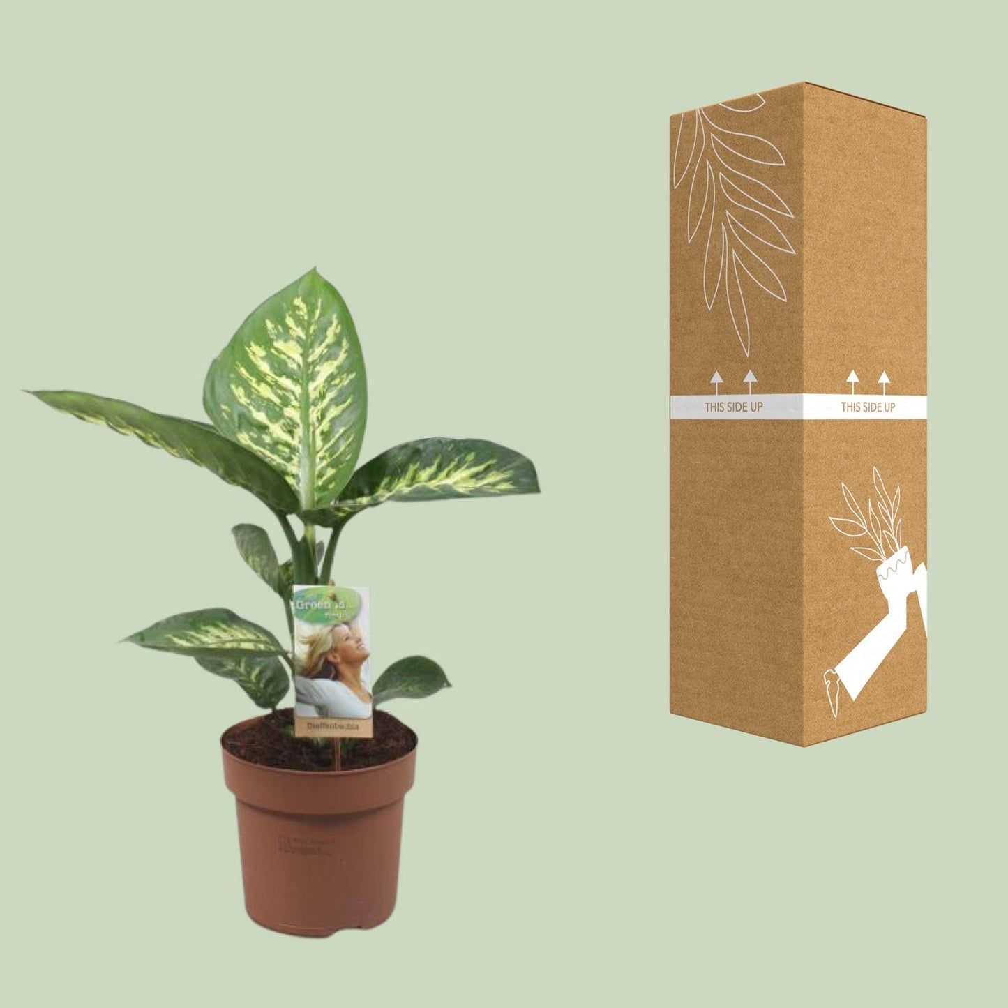 Dieffenbachia Tropic Snow – Pflegeleichte Zimmerpflanze Ø17cm