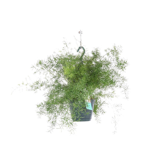 Asparagus Sprengeri Hängepflanze – Ø17cm, ca. 35cm hoch