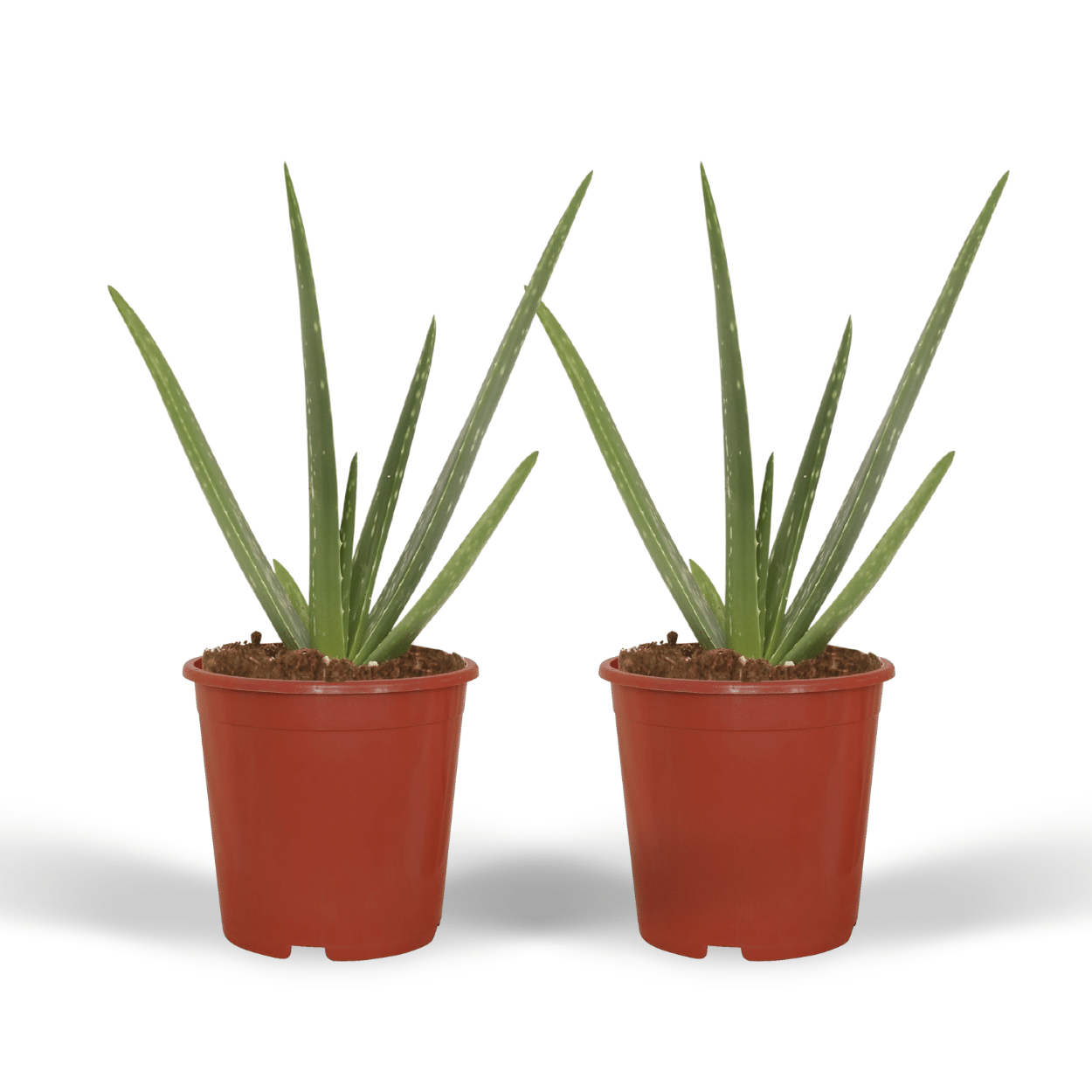 2x Aloe Vera Sukkulente – Pflegeleicht & Stylisch, 40 cm
