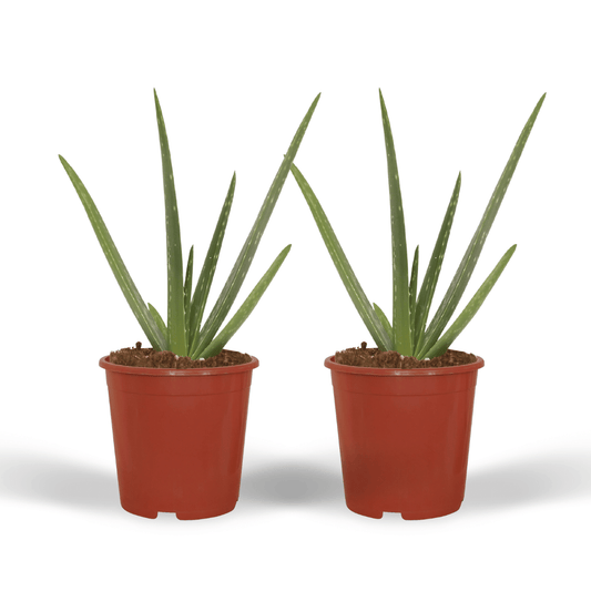 2x Aloe Vera Sukkulente – Pflegeleicht & Stylisch, 40 cm