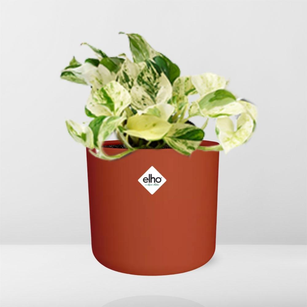 Epipremnum Pinnatum Happy Leaf in ELHO b.for soft Rond 14cm Brique