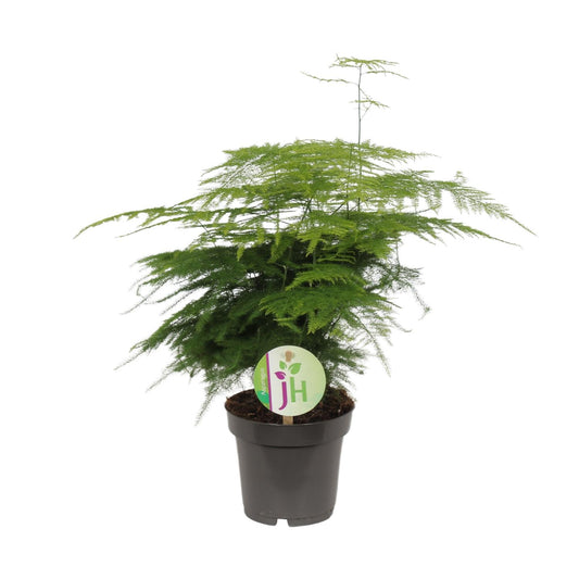 Asparagus Plumosus – Pflegeleichte, elegante Zimmerpflanze Ø12cm