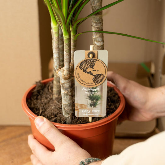 2x Dracaena – Stilvolle & pflegeleichte Zimmerpflanzen Ø17cm