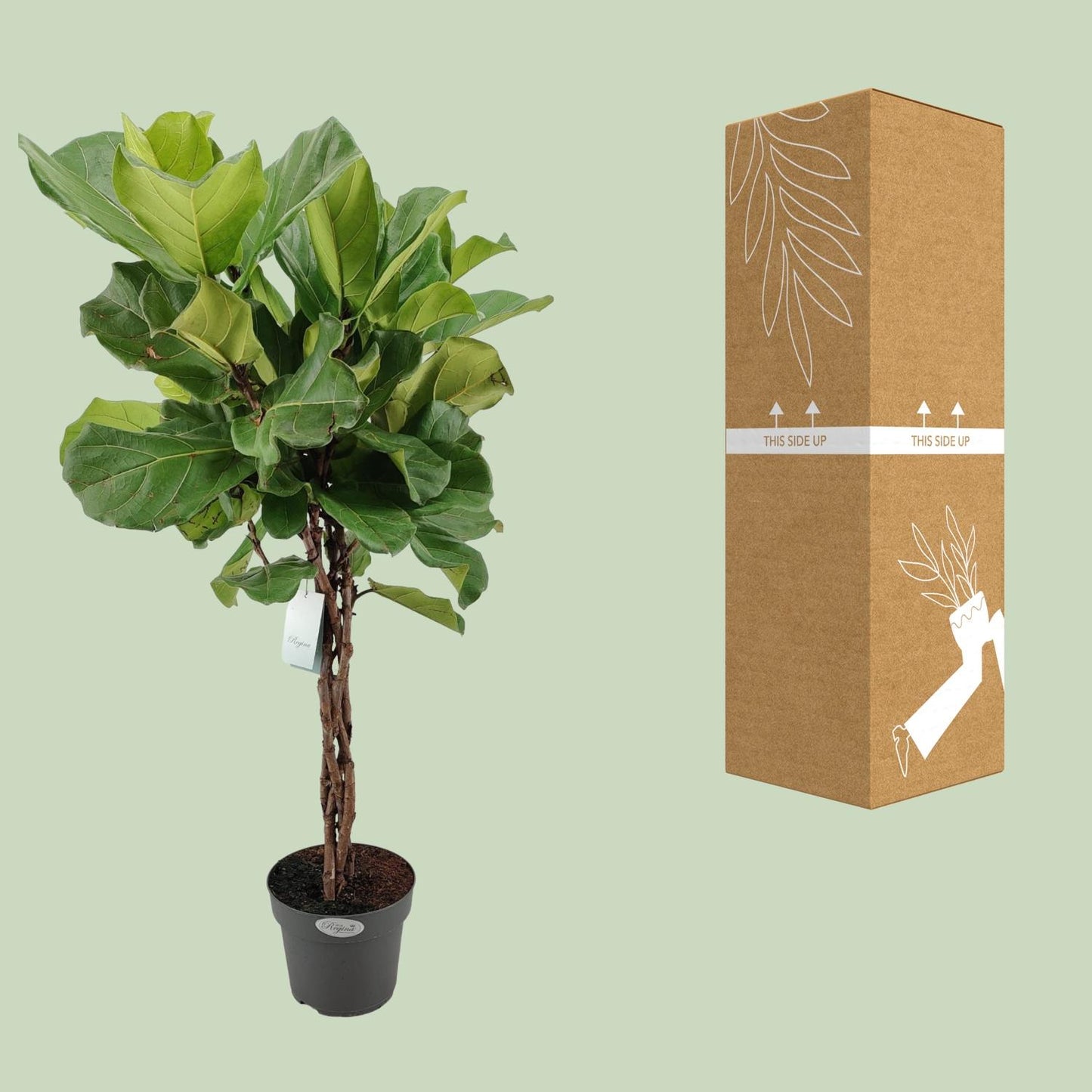 Ficus Lyrata Geflechtstamm – Ø24cm, Höhe 100cm