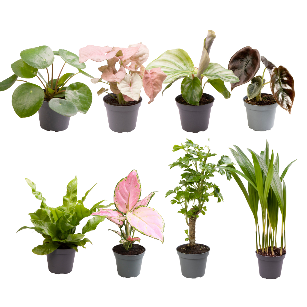Babypflanzen-Überraschungsbox – Mini Pflanzen Mix Ø6cm, 8er Set