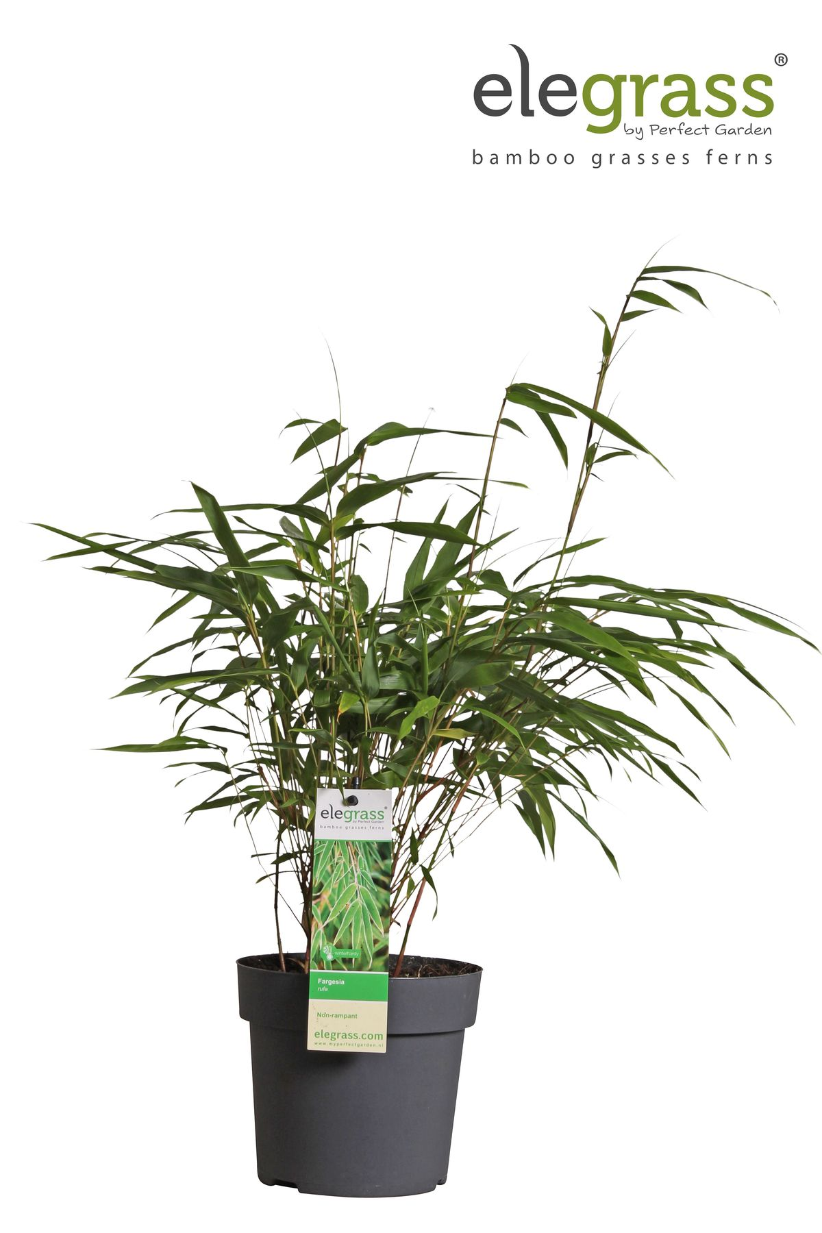 Fargesia rufa Bambus – kompakter, pflegeleichter Bambus Ø29cm