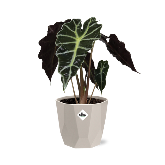 Alocasia ‘Polly’ – Pflegeleichte Elefantenohr-Pflanze im ELHO Topf