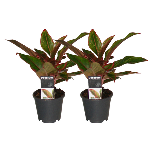 Aglaonema Crete im 2er-Set – pflegeleichte Zimmerpflanzen ø12 cm