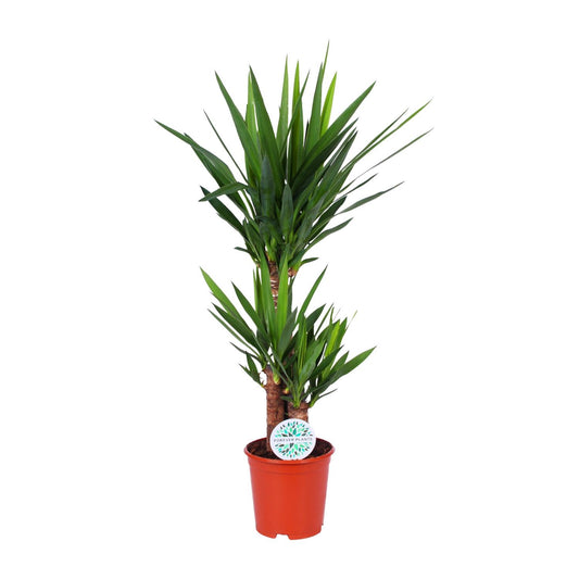 Yucca Elephantipes – Elegante, pflegeleichte Zimmerpflanze Ø21cm