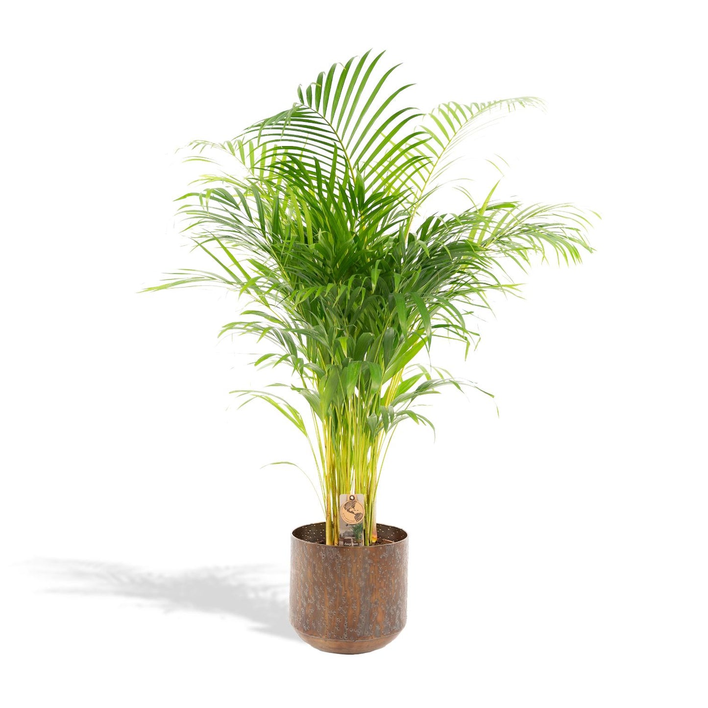 Areca-Palme mit Topf – 130 cm Höhe, Ø 24 cm