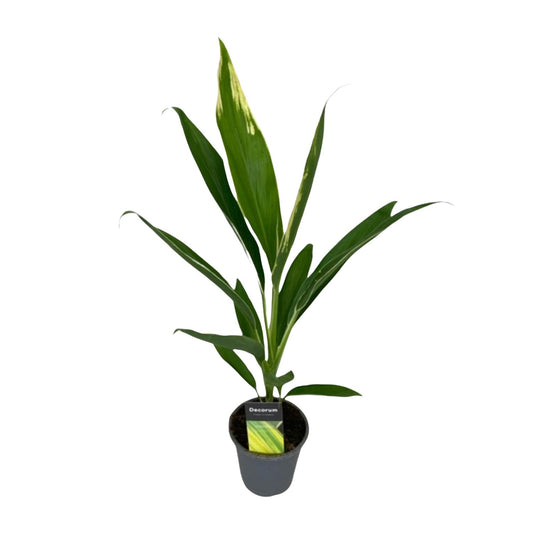 Cordyline Conga Ø12cm – Tropisch & Pflegeleicht
